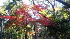 試林の森公園紅葉